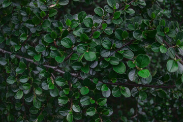 Green leaves on branches of a bush close up as summer floral natural botanical pattern backdrop...