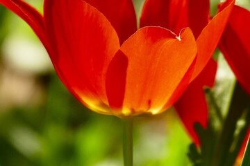 Fototapeta premium Red tulip macro close details flower background