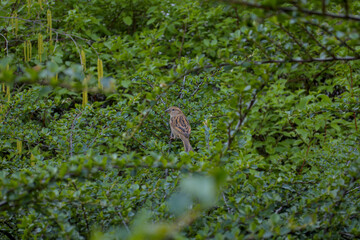 Brown little bird sparrow sitting on branch of a green bush tree