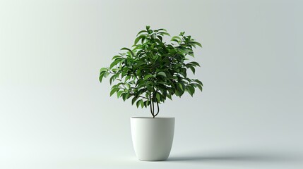 A beautiful potted plant sits on a white background. The plant has lush green leaves and is growing in a white pot.