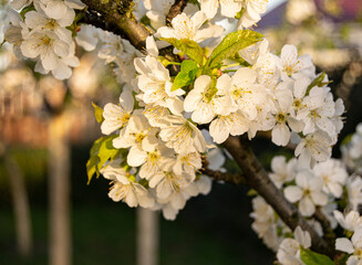 Cherry flowers with white petals and yellow stamens. White tender Spring flowering. Tree branch closeup..