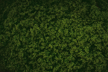 Green bush plant leaves as dark mysterious floral botanical natural summer backdrop background...