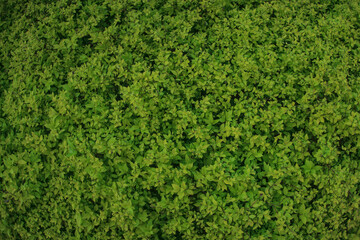 Green bush plant leaves as floral botanical natural summer backdrop background pattern wallpaper