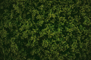 Green bush plant leaves as dark mysterious floral botanical natural summer backdrop background...