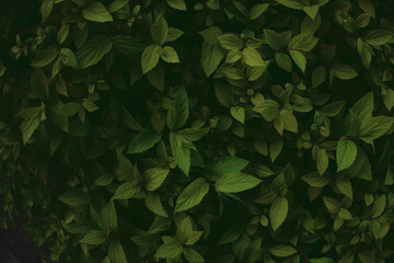Green bush plant leaves close up as dark mysterious floral botanical natural summer backdrop...