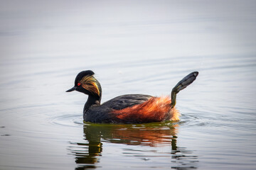 Black-necked grebe swims perpendicular to the camera lens in the water with reflection on a sunny spring day and stretches its leg.  Close-up portrait eared grebe. 