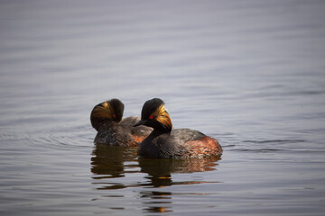 Black-necked grebe couple swims in the water toward the camera lens on a sunny spring day.