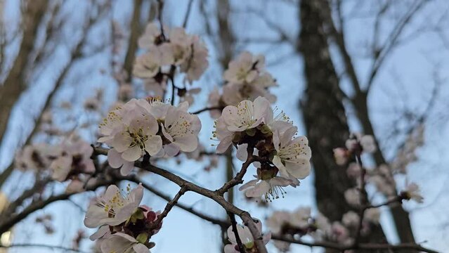 Branches of a blossoming apricot tree. Bees fly and sit on beautiful white flowers.