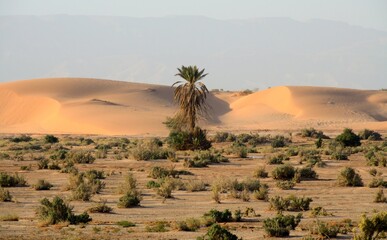 Dunas y palmeras en el desierto de Wadi Araba en Jordania - obrazy, fototapety, plakaty
