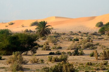Fototapeta na wymiar Dunas en el desierto de Wadi Araba en Jordania