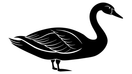 Trumpeter swan vector art illustration
