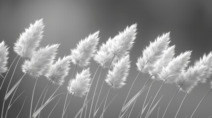   A monochrome image of an array of long-stemmed white flowers against a dark monochrome backdrop