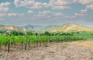 landscape with vineyards against the backdrop of mountains