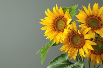 Sunflower variety isolated on gray background Design template agriculture theme Harves farming - Powered by Adobe
