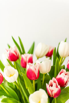 Beautiful spring bouquet of pink and white tulips close up, birthday or March 8th or mother's day concept