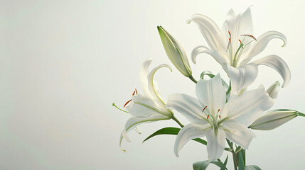 A composition of elegant lilies against a clear