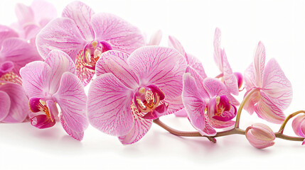 A composition of elegant orchids against