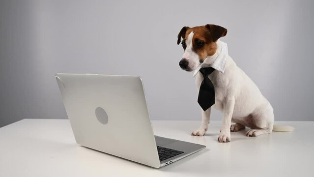 Jack Russell Terrier dog in a tie working on a laptop on a white background.