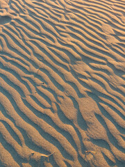 texture of sand beach in golden hour - 782344443