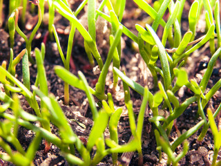 The first tender green sprouts of grass on the lawn in spring. Close-up.
