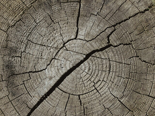 Cross section of tree trunk, stump. Rough organic texture of tree rings with close up. Section of the trunk with annual rings. Grunge wooden texture.