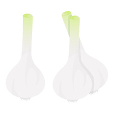 Set of young garlic with green tip