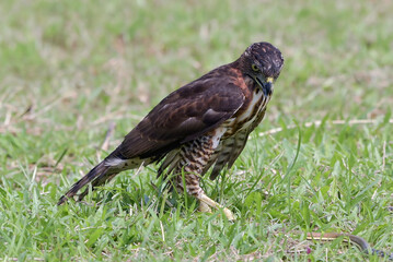 Crested goshawk is fighting with a snake