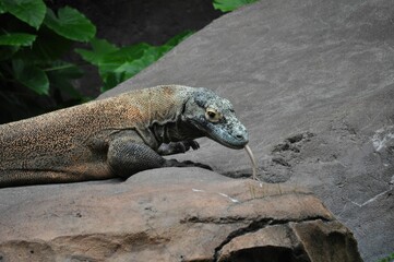 komodo dragon tongue