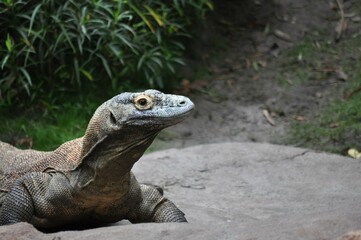 komodo dragon on rock