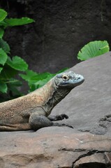 komodo dragon on rock