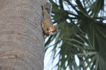 squirrel on tree
