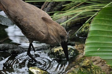 bird creates ripple in the pond