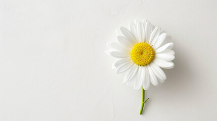 A daisy with delicate petals against a pure white - obrazy, fototapety, plakaty