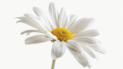 A daisy with delicate petals against a pure white