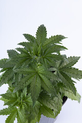 young green bush of medical marijuana. on a white background. Alternative treatment for depression, ptsd and other illnesses
