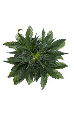 young green bush of medical marijuana. on a white background. Alternative treatment for depression, ptsd and other illnesses