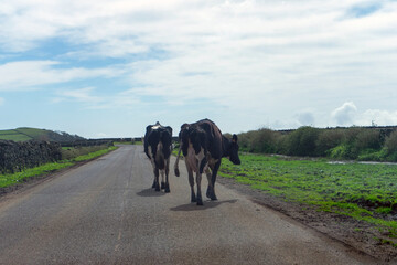 Idyllic scene of dairy cows walking down a road on Terceira Island, Azores, guided by a tractor. 
