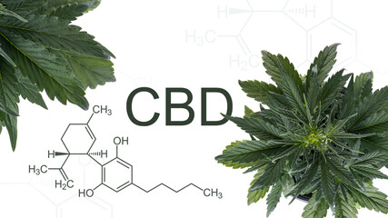 formula of Cannabidiol also known as CBD next to a beautiful young medical marijuana plant. on a white background
