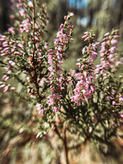 Delicate purple flowers of wild heather in a sunny summer forest. - 782350429