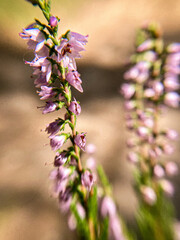 Delicate purple flowers of wild heather in a sunny summer forest. - 782350438