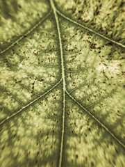 Green oak leaves with veins in sunlight. - 782350444
