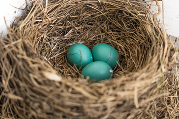 Robin's Nest