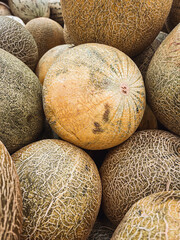 Large harvest of yellow melons of the Kolkhoznitsa variety. - 782350452