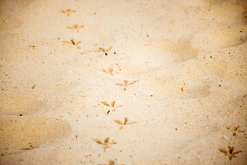 bird prints in the sand