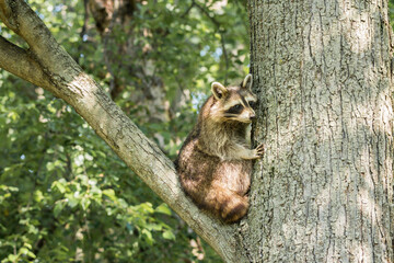 Raccoon in nature
