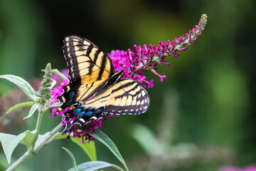 butterfly on flower