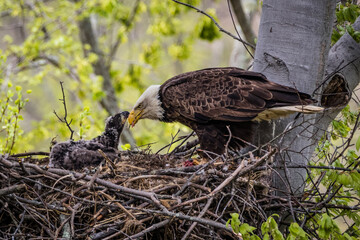 Bald Eagle Feeding Baby Eagle