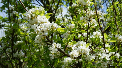 Apfelblüte im Frühling