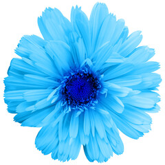 Pretty spring flower with many blue petals isolated on white background. Ideal image to express a...