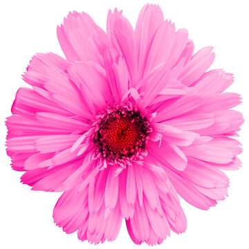 Pretty spring flower with many pink petals isolated on white background. Ideal image to express a feeling of natural freshness